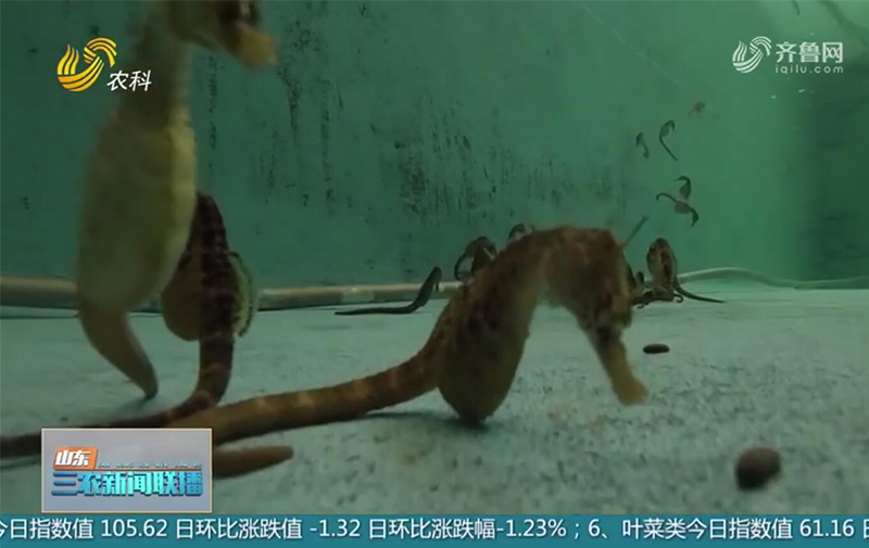  全面推進鄉(xiāng)村振興】文登澤庫鎮(zhèn)：“藍色種業(yè)”引領(lǐng)海洋經(jīng)濟轉(zhuǎn)型升級